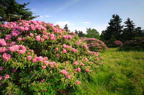 rhododendron